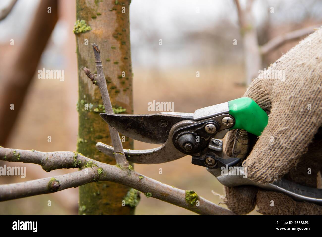Trimming the tree branches with scissors. Spring work in the garden, the  gardener is looking after the trees Stock Photo - Alamy