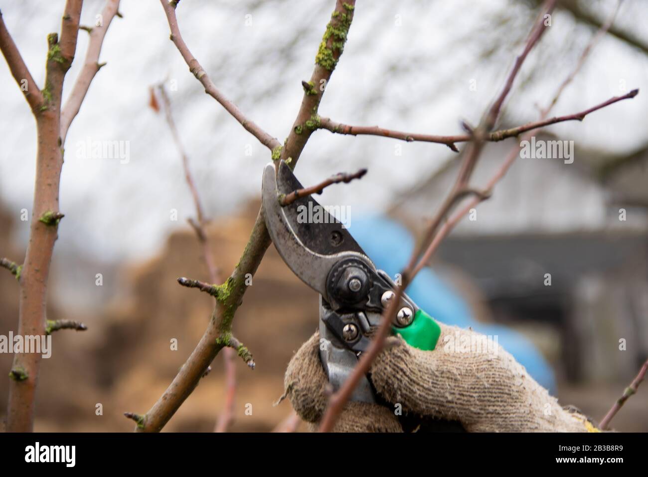 Gardener hand in glove trim the branches with garden scissors, properly care for trees spring work in garden Stock Photo