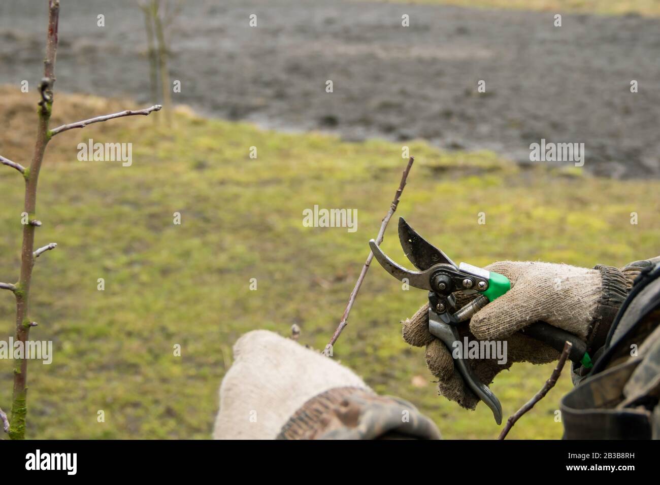 Pruning a young apple tree with garden secateurs in the autumn garden. Cutting faded stems, hedge, branches with gardening tools, secateurs, scissors. Stock Photo