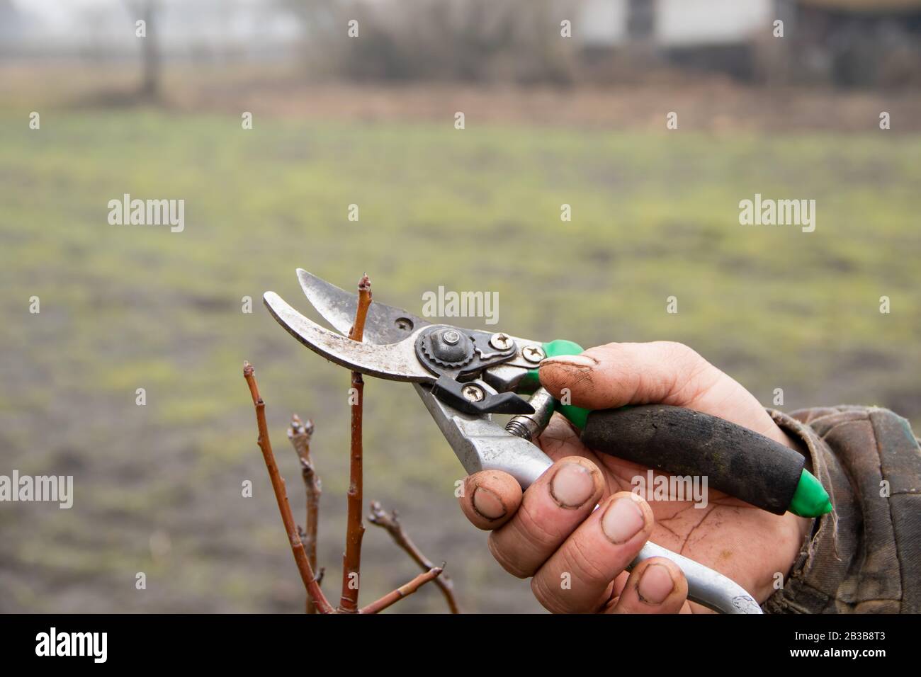 Senior man pruning apple tree. Cutting faded stems, hedge, branches with gardening tools, secateurs, scissors. Hard autumn work in garden. Stock Photo