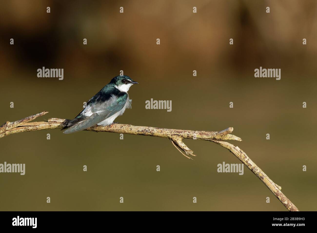 Mangrove Swallow - Tachycineta albilinea passerine bird swallow family, breeds in coastal regions from Mexico, Central America to Panama, blue-green u Stock Photo