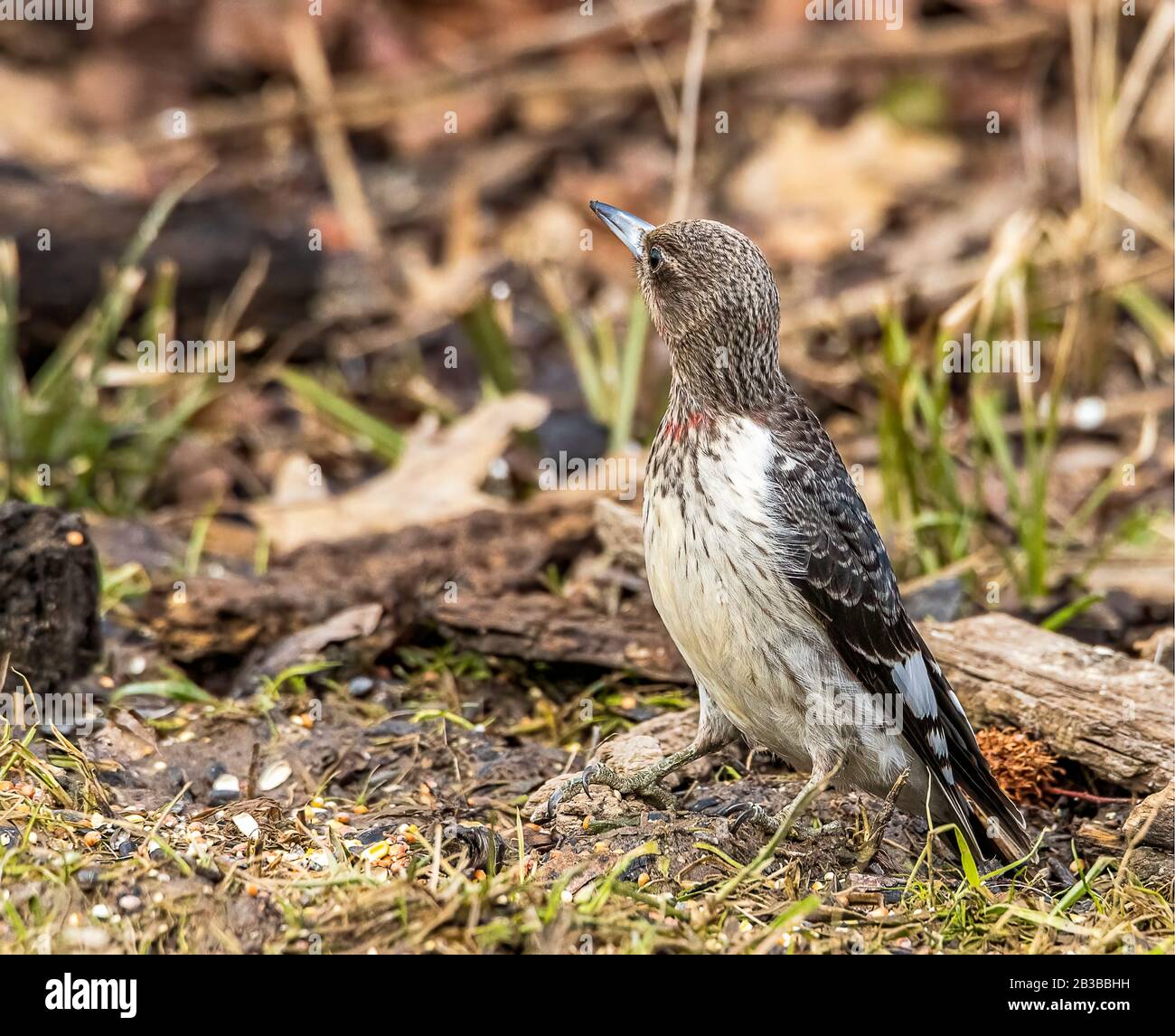 A beautiful immature red-headed woodpecker Stock Photo - Alamy