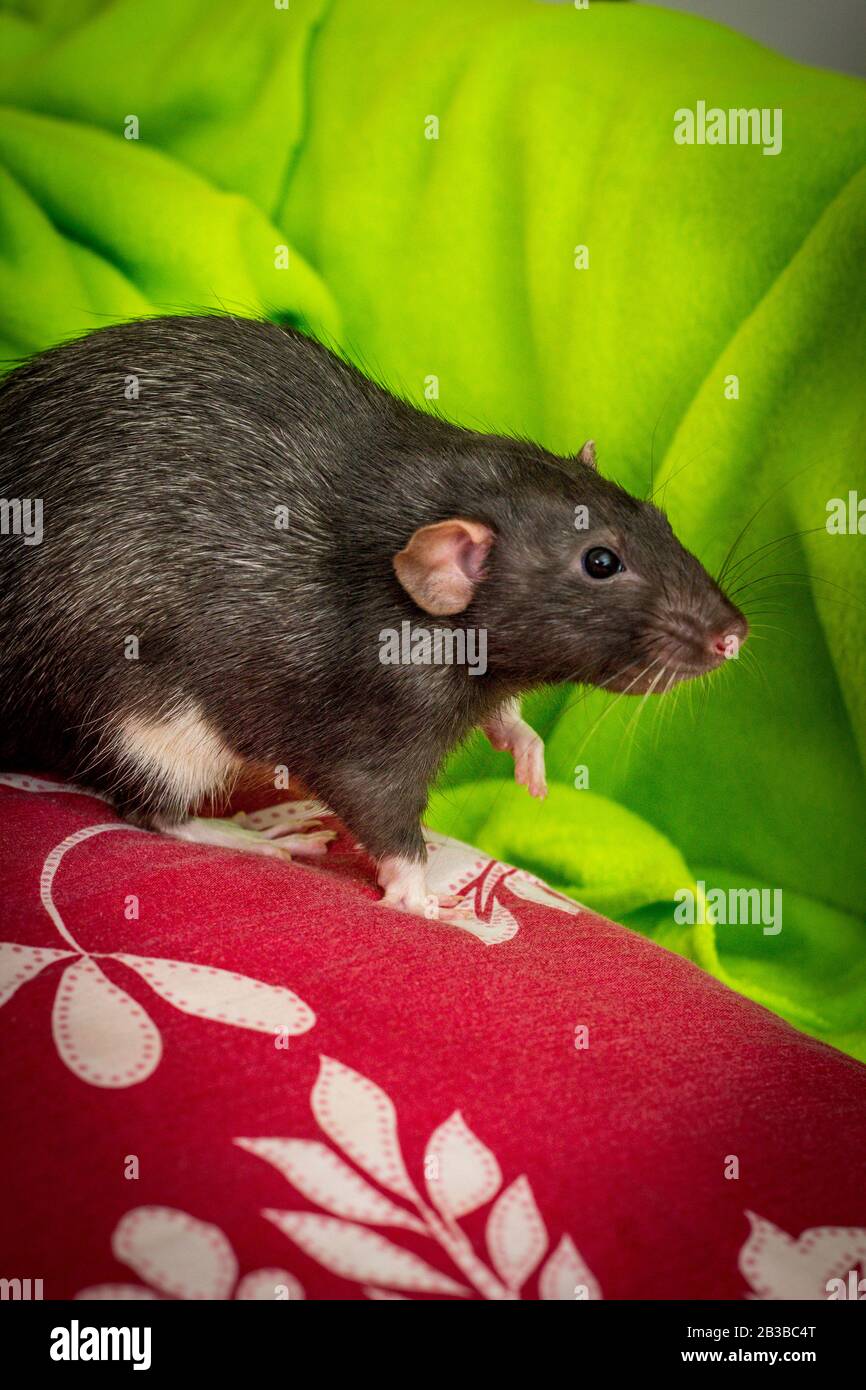 Black dumbo rat sales