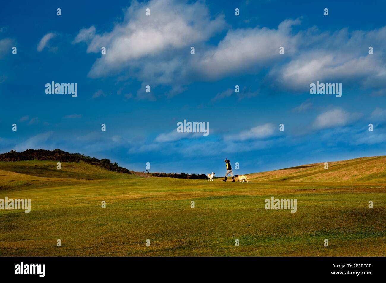 Person and two dogs walking in a freshly cut green field with blue sky in background, in winter, in Aberdeen Golf Club, Nigg Bay, Scotland Stock Photo