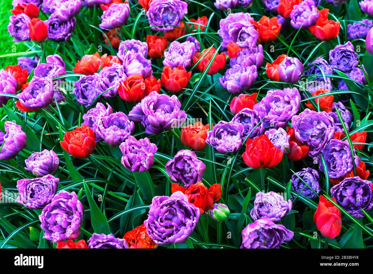 Rows of tulip flowers Stock Photo - Alamy