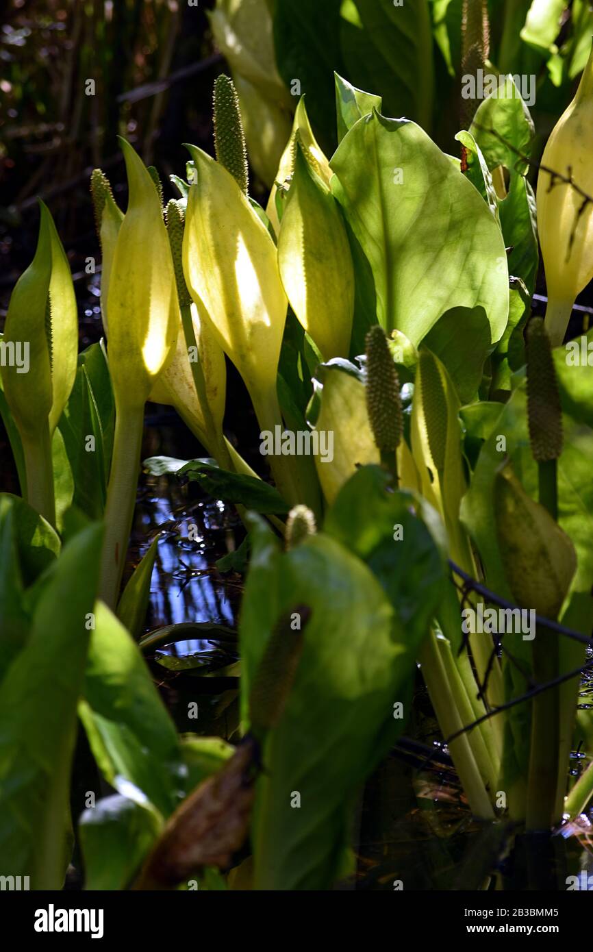 Photograph of a patch of yellow skunk cabbage Stock Photo