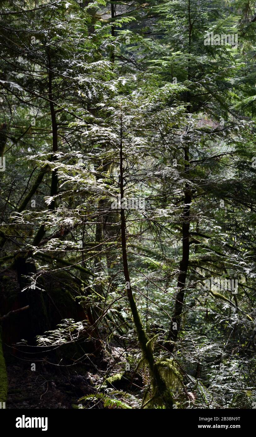Photograph of the lush greenery found in a Squamish BC Canada rain forest. A rare urban rain forest with lush greens of ferns, mosses and old trees. Stock Photo