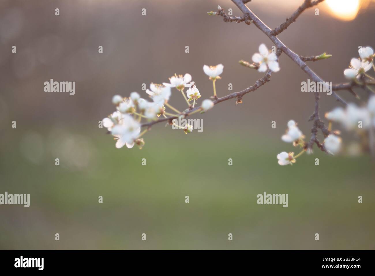 Beautiful orchard hi-res stock photography and images - Alamy