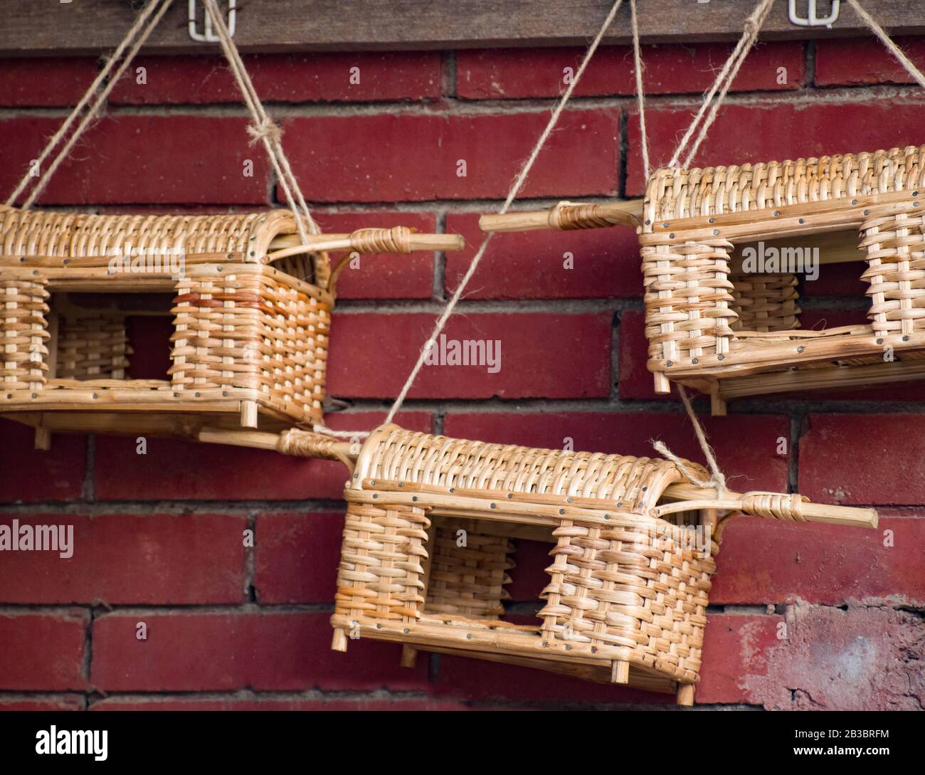 Pigeon keeping or pigeon fancying is the art and science of breeding domestic pigeons. Stock Photo