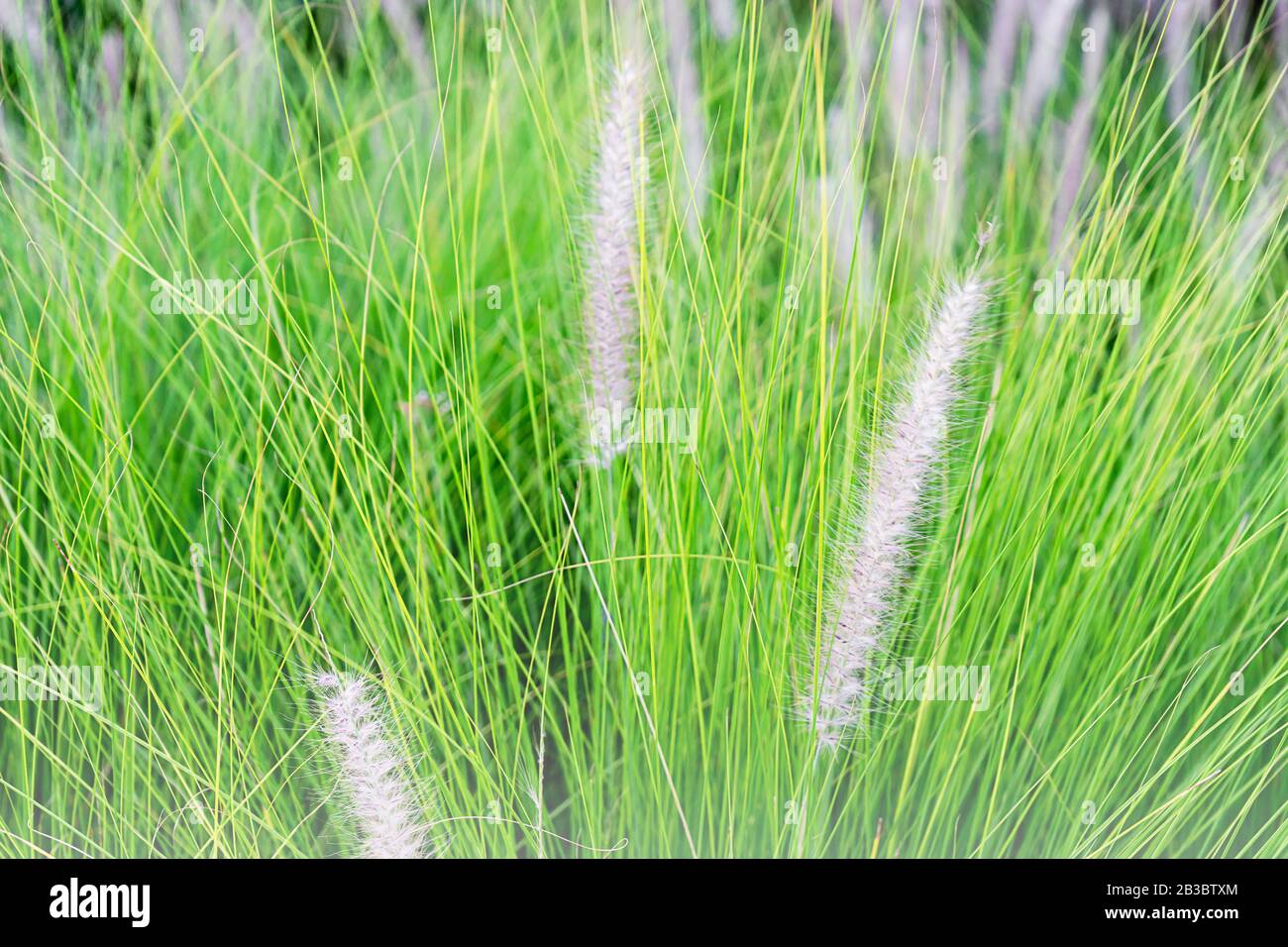 Spring or summer grass field background. Selective focus. Stock Photo
