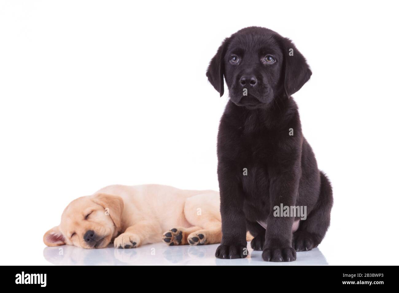 black labrador retriever puppy sitting in front of sleeping brother on ...