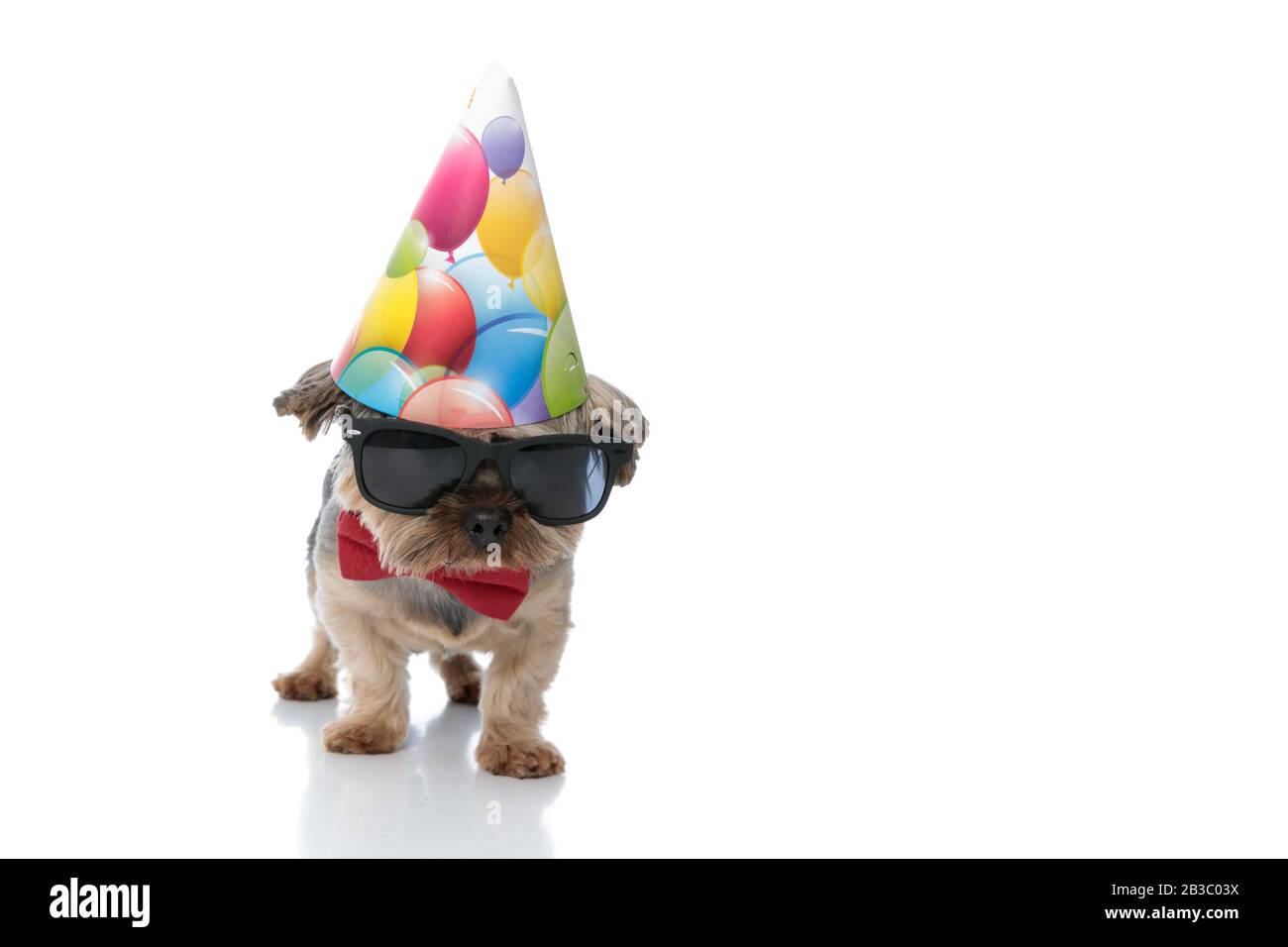 cute yorkshire terrier dog wearing birthday hat standing and staring at