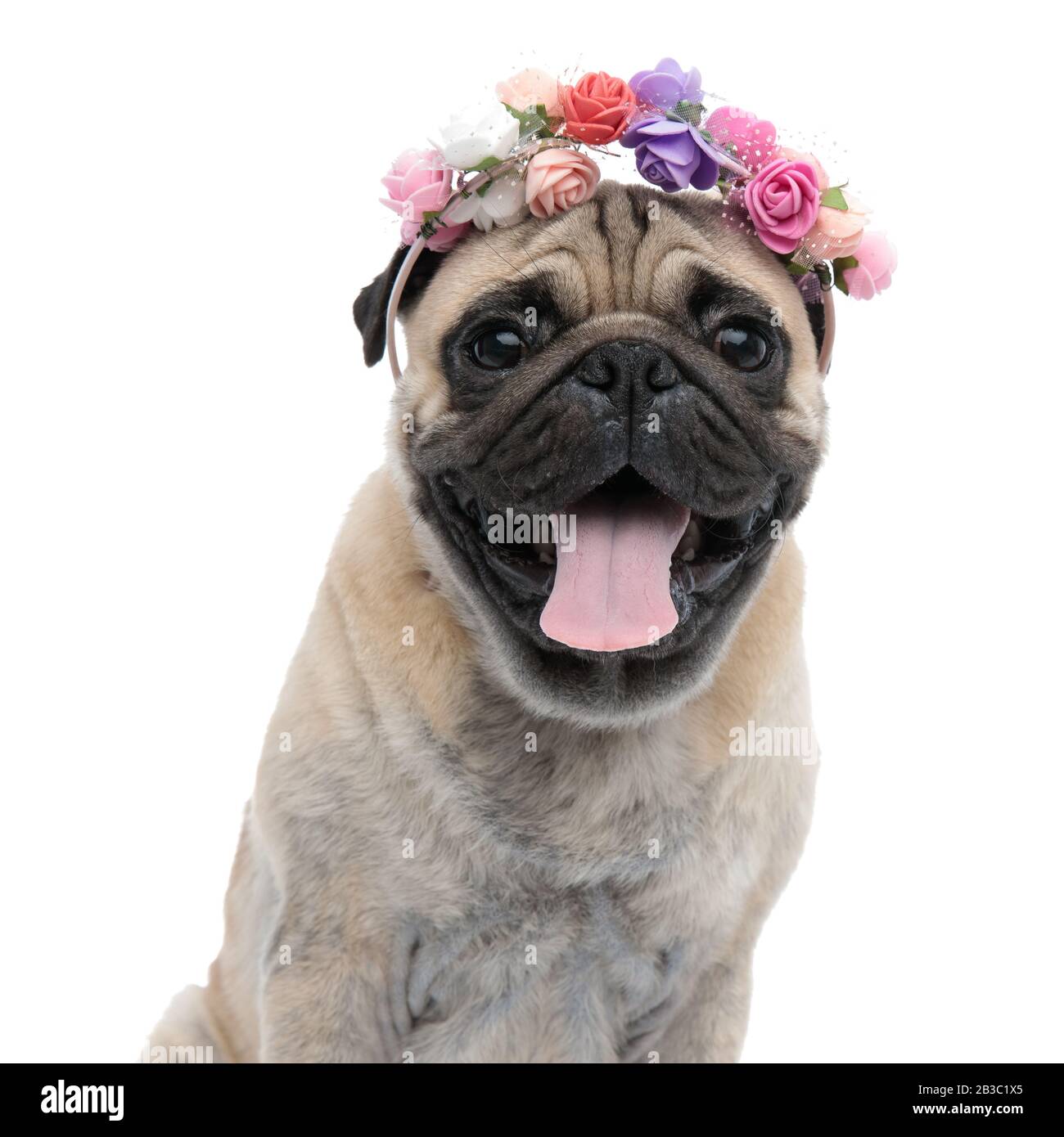 pug headband