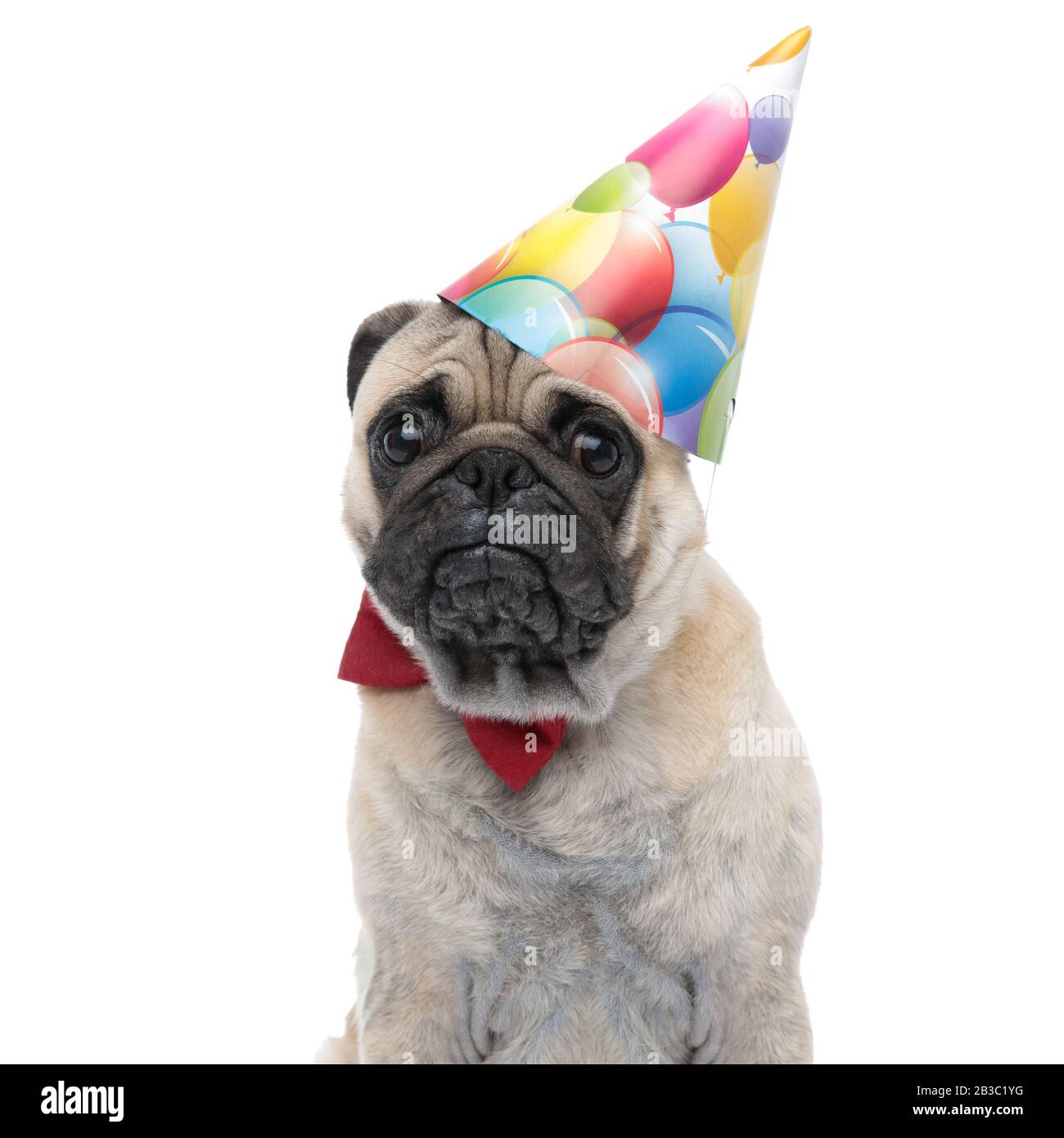 sad puppy wearing birthday hat and red bowtie, sitting isolated on white  background, portrait Stock Photo - Alamy