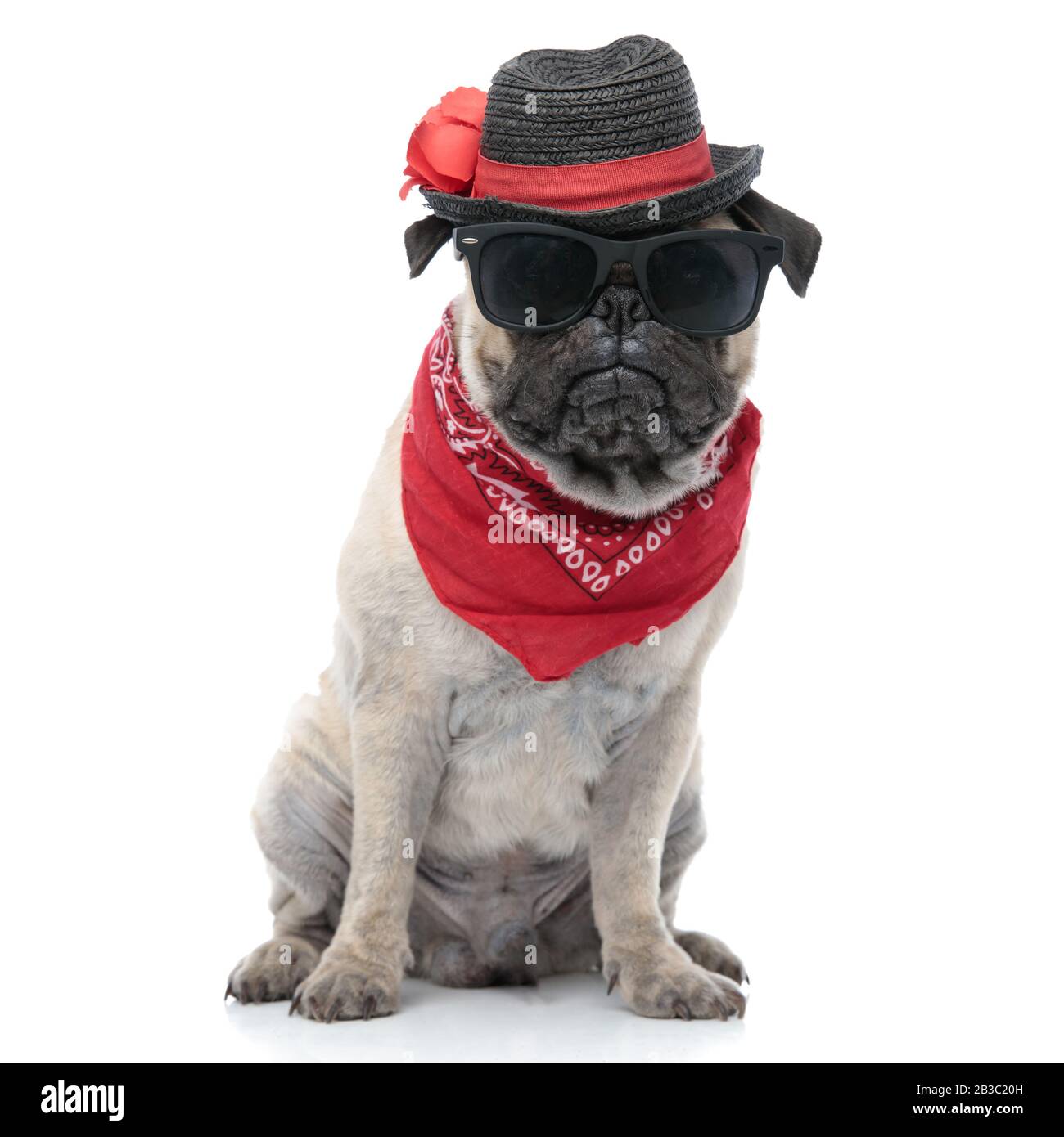 cute pug wearing bandana, hat and sunglasses, sitting isolated on white ...