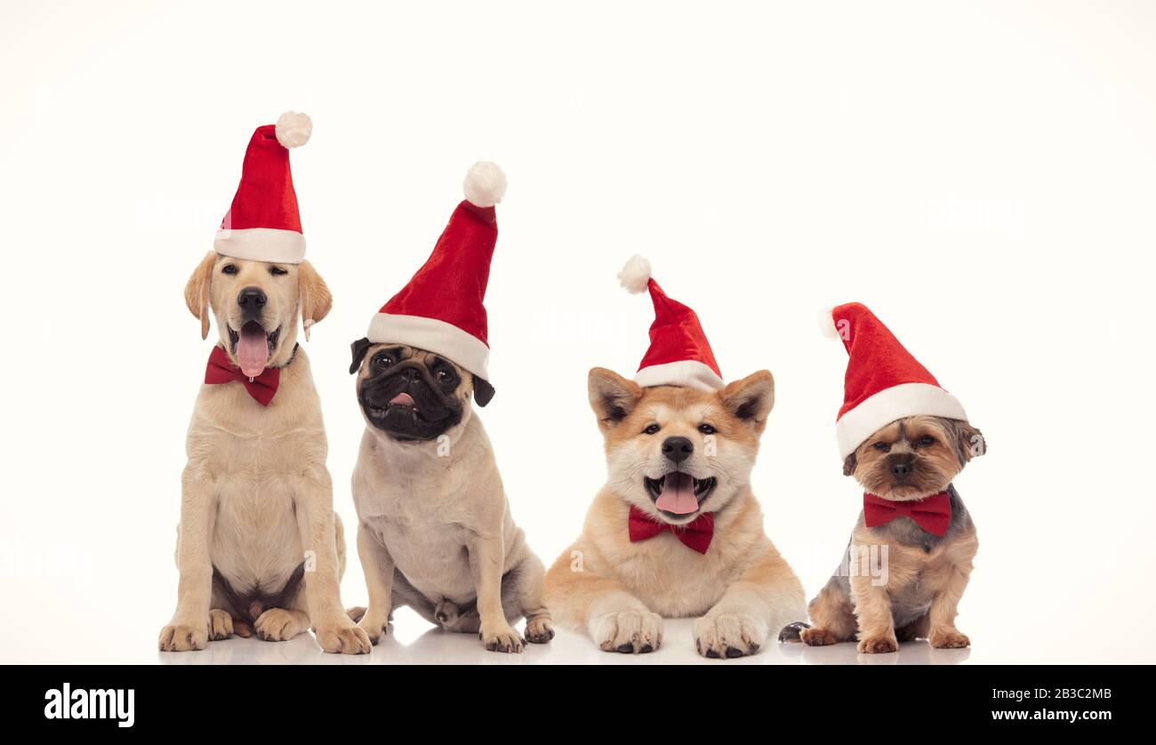 panting group of little santa claus dogs wearing christmas hats on ...