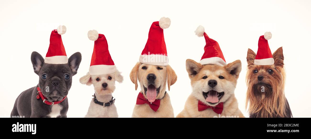five adorable little santa claus dogs celebrating on white background ...