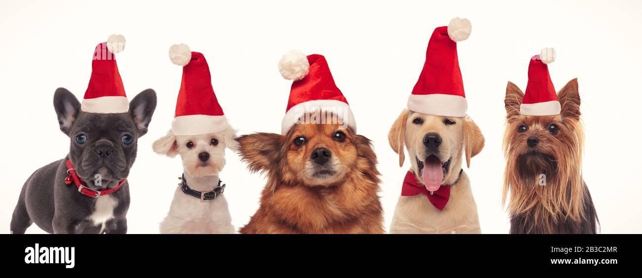 happy group of dogs wearing santa claus hats and celebrate christmas ...