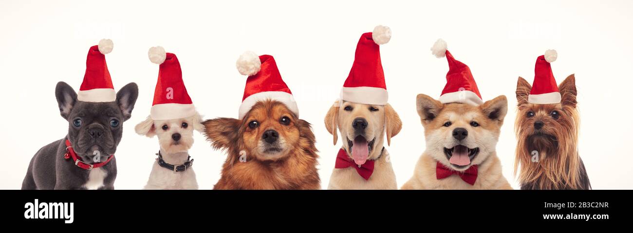 happy christmas dogs in a line wearing santa hats on white background ...