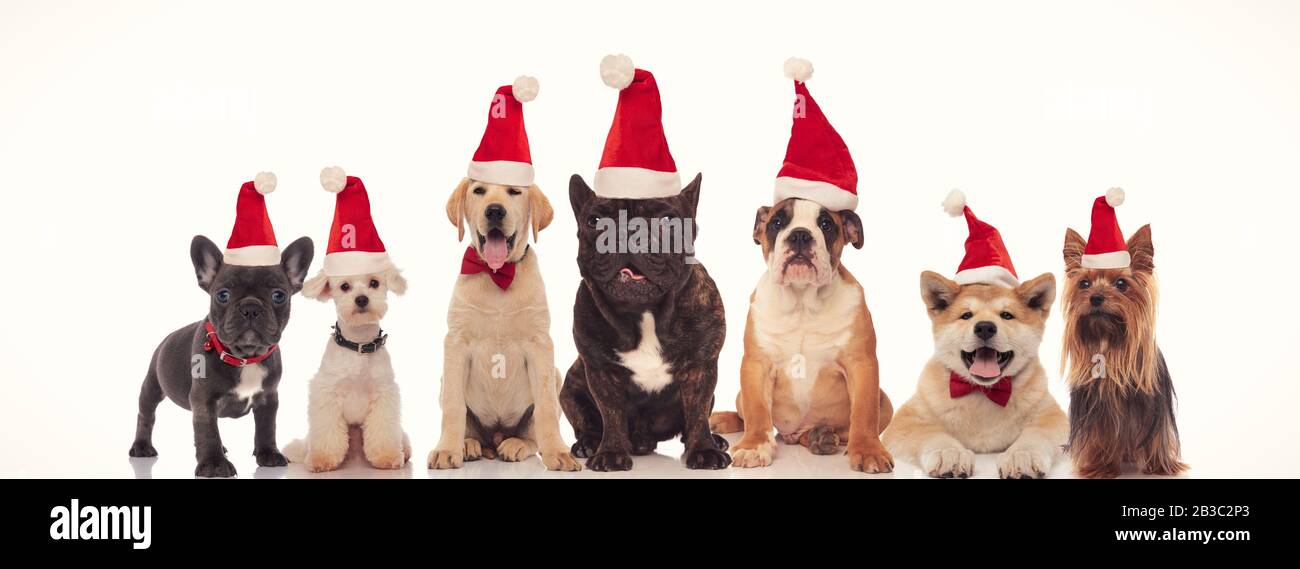 group of seven adorable dogs wearing santa claus hats standing together ...