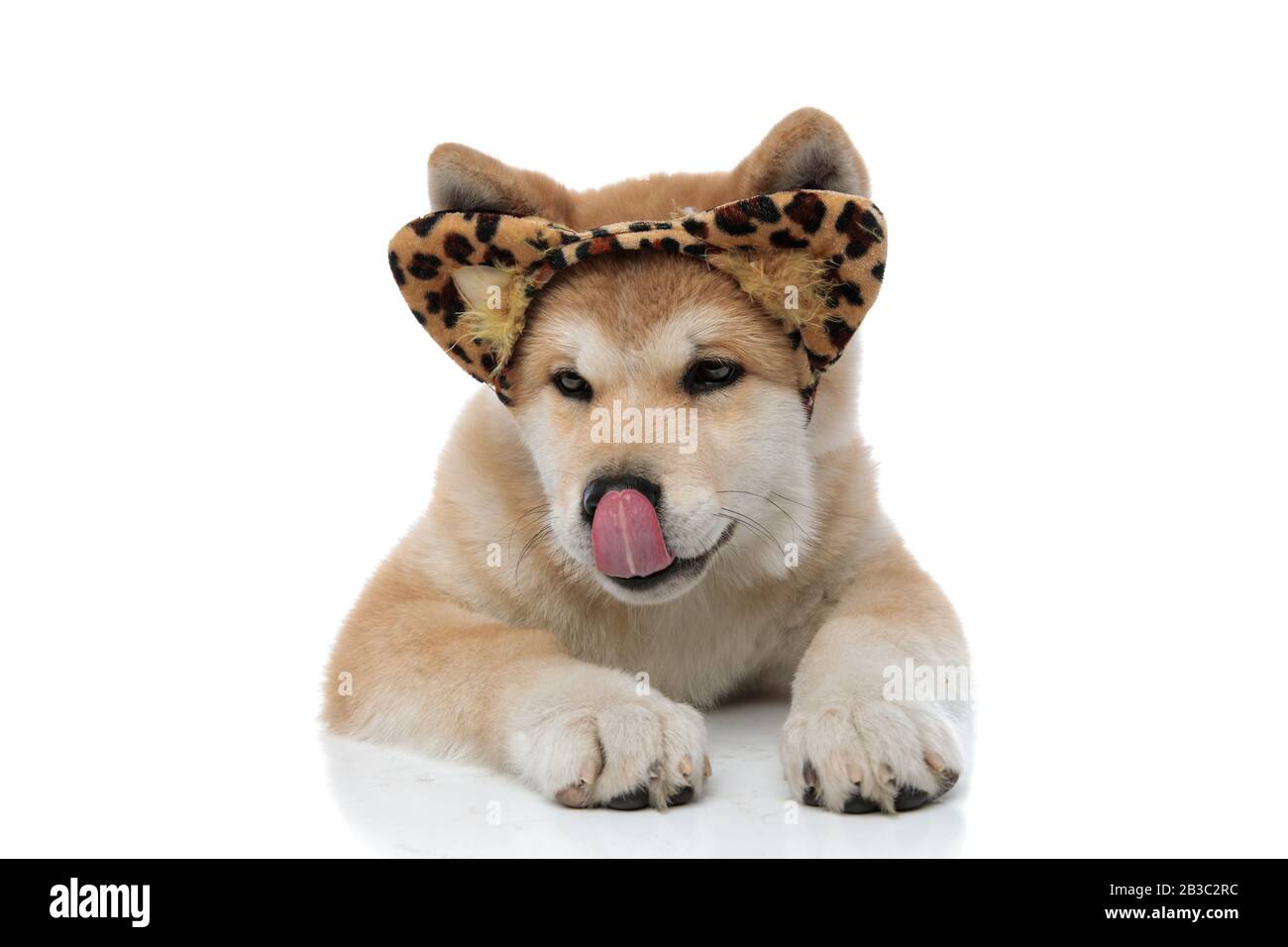 Eager Akita Inu licking its nose and looking away while wearing a headband with feline ears, laying down on white studio background Stock Photo