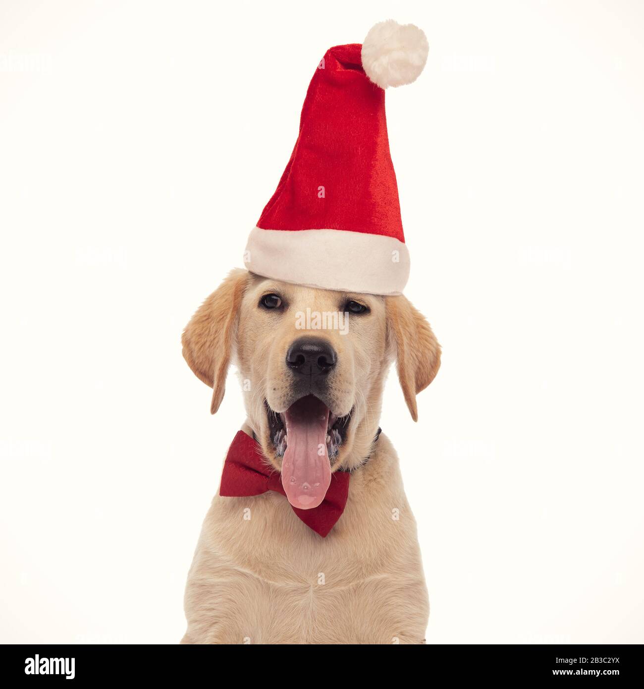 curious panting labrador retriever puppy dog wearing santa claus red ...
