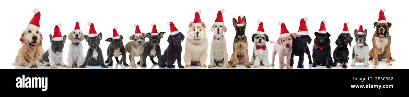 many cute dogs wearing santa claus hats on white background Stock Photo ...