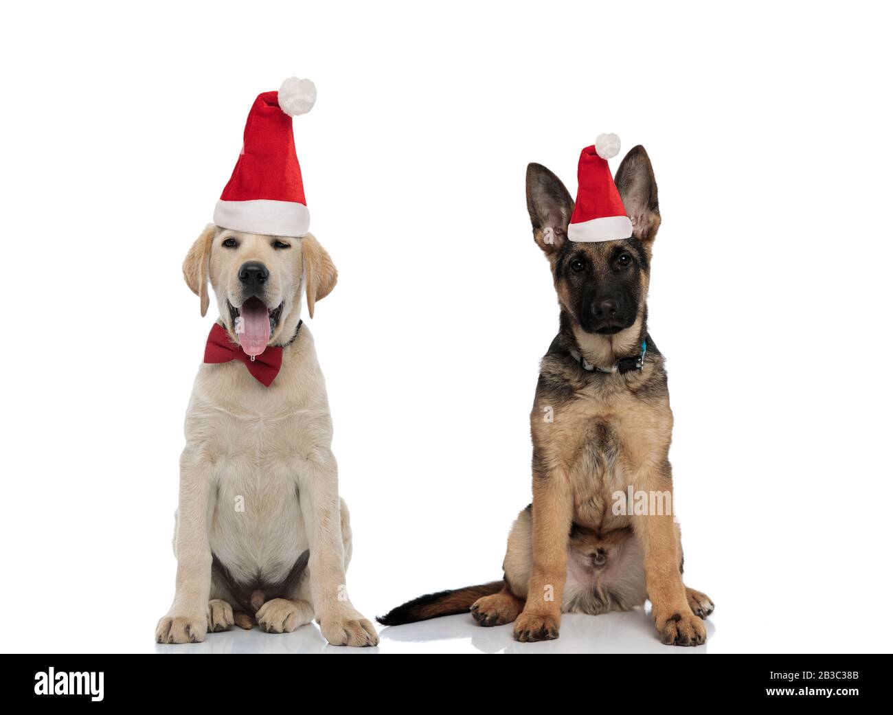 german retriever puppies