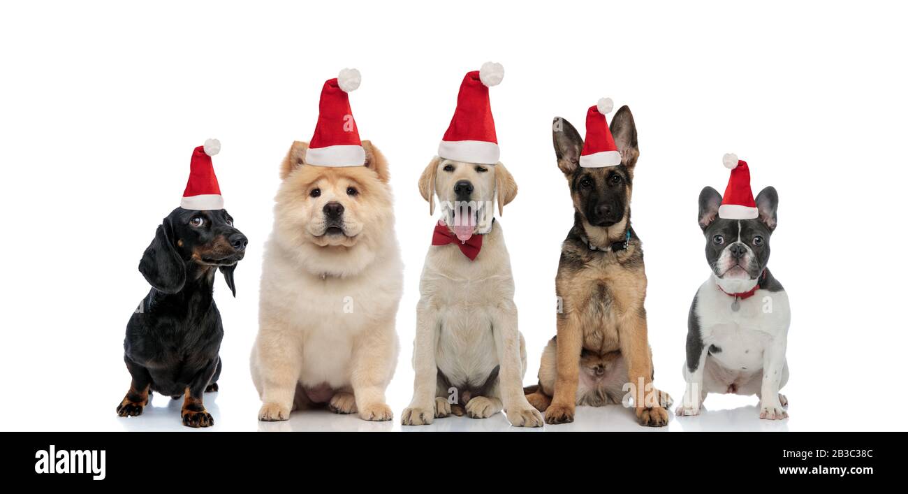 five cute santa claus puppies sitting together on white background ...