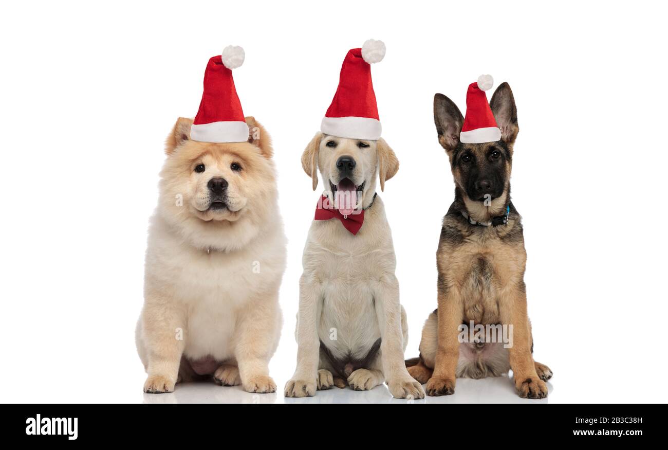three adorable puppies wearing santa hats sitting together on white ...