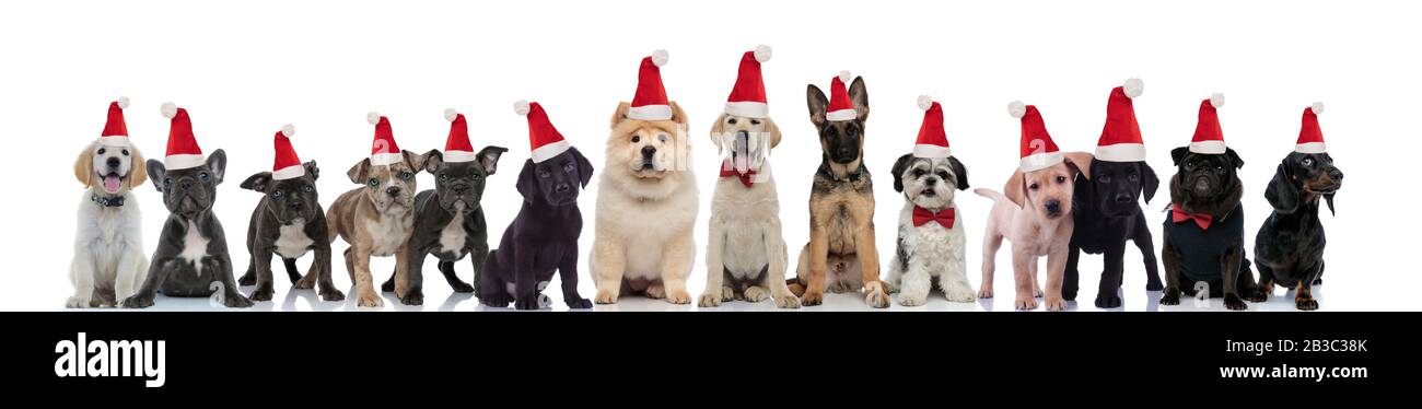 different breeds of dogs wearing santa hats , on white background Stock Photo