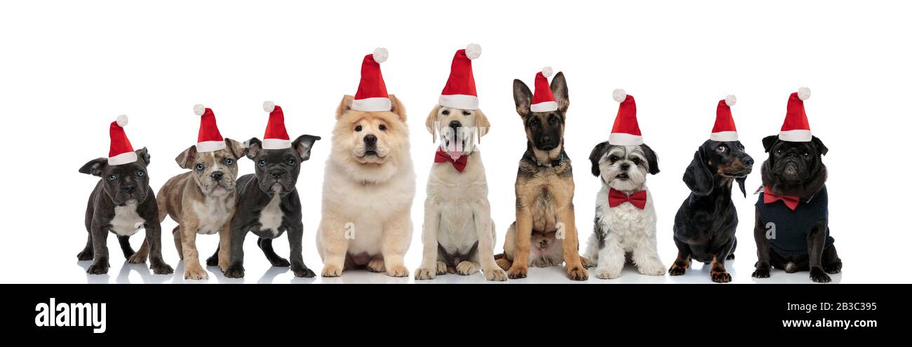 group of happy dogs wearing santa claus hats for christmas, on white ...