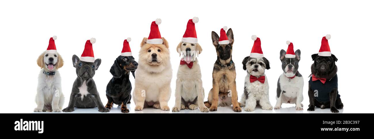 large group of cute dogs wearing santa claus hats for christmas on ...