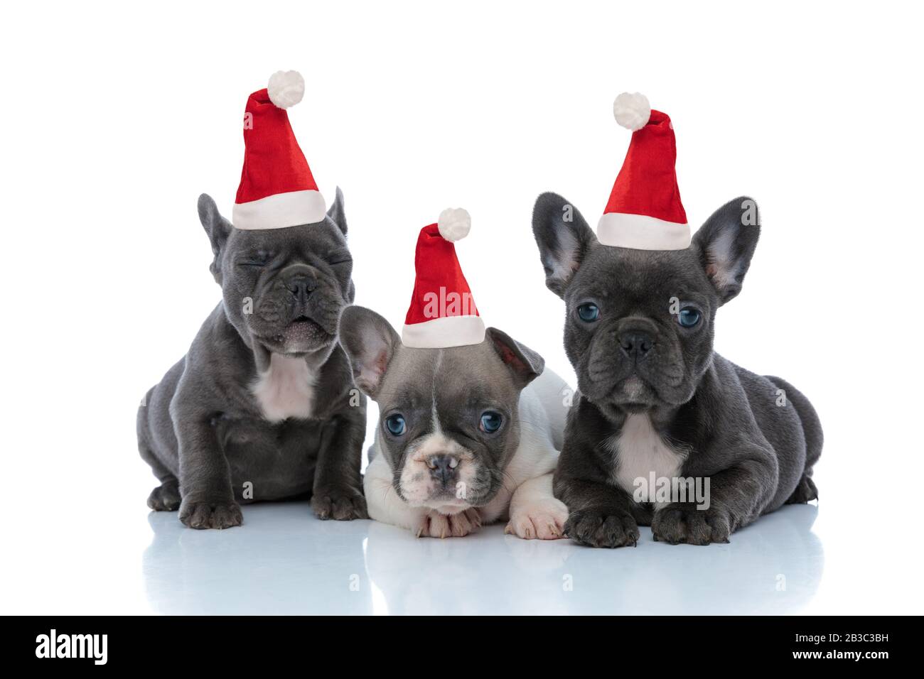Adorable French bulldog puppies wearing 