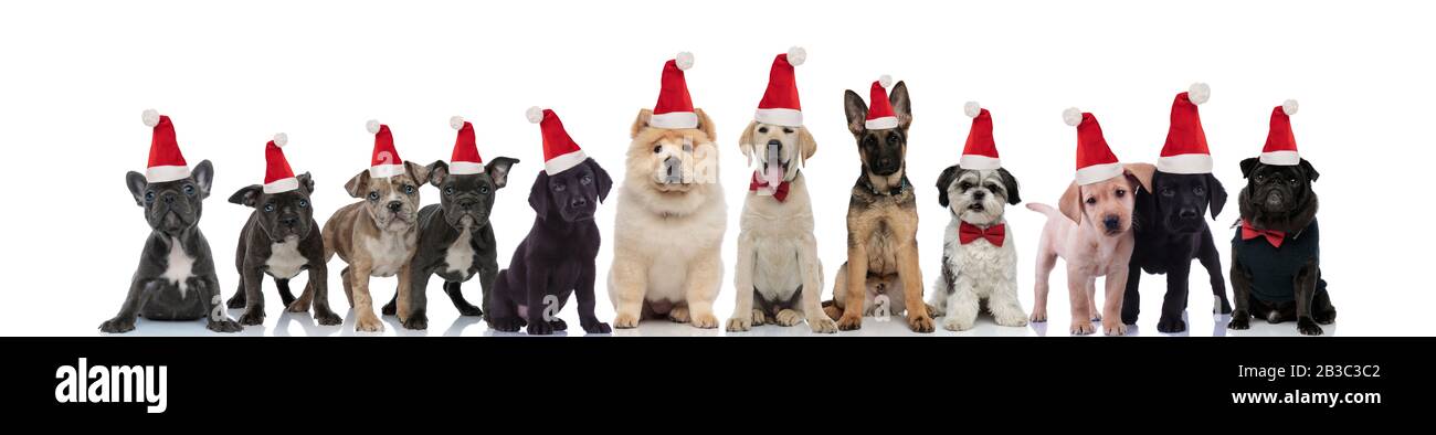 cute santa claus dogs standing in line together on white background ...