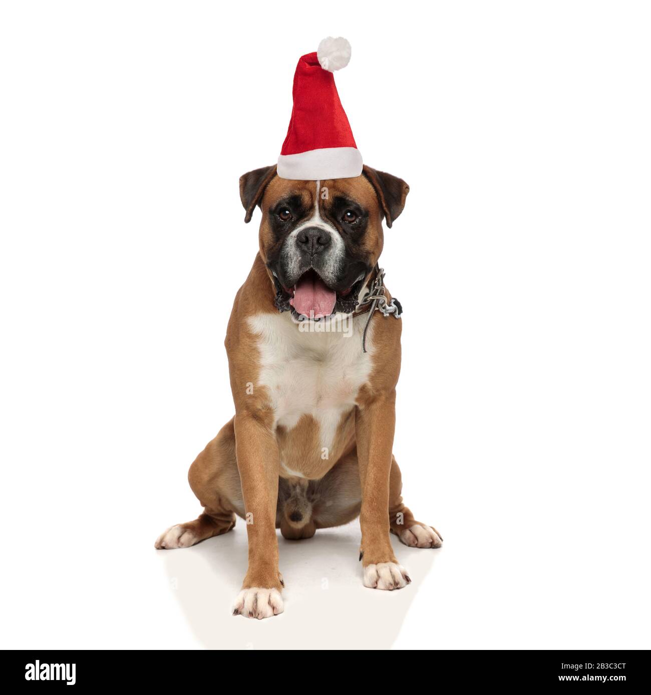 Adorable santa claus boxer puppy panting while sitting on its rear paws, looking at the camera, on a light background Stock Photo