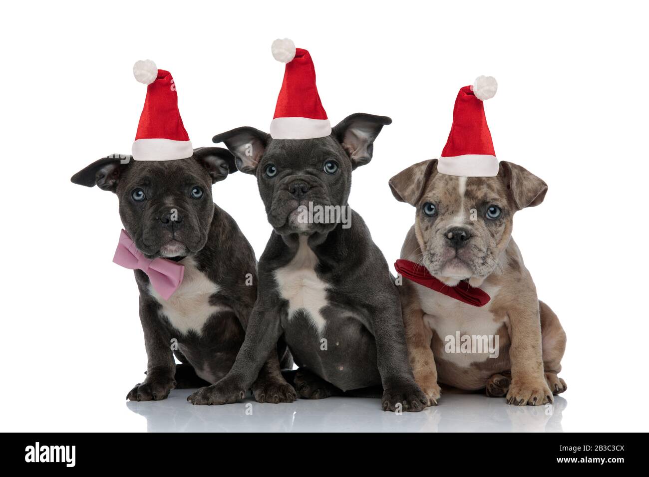 3 American bully dogs wearing santa claus hats sitting together on ...