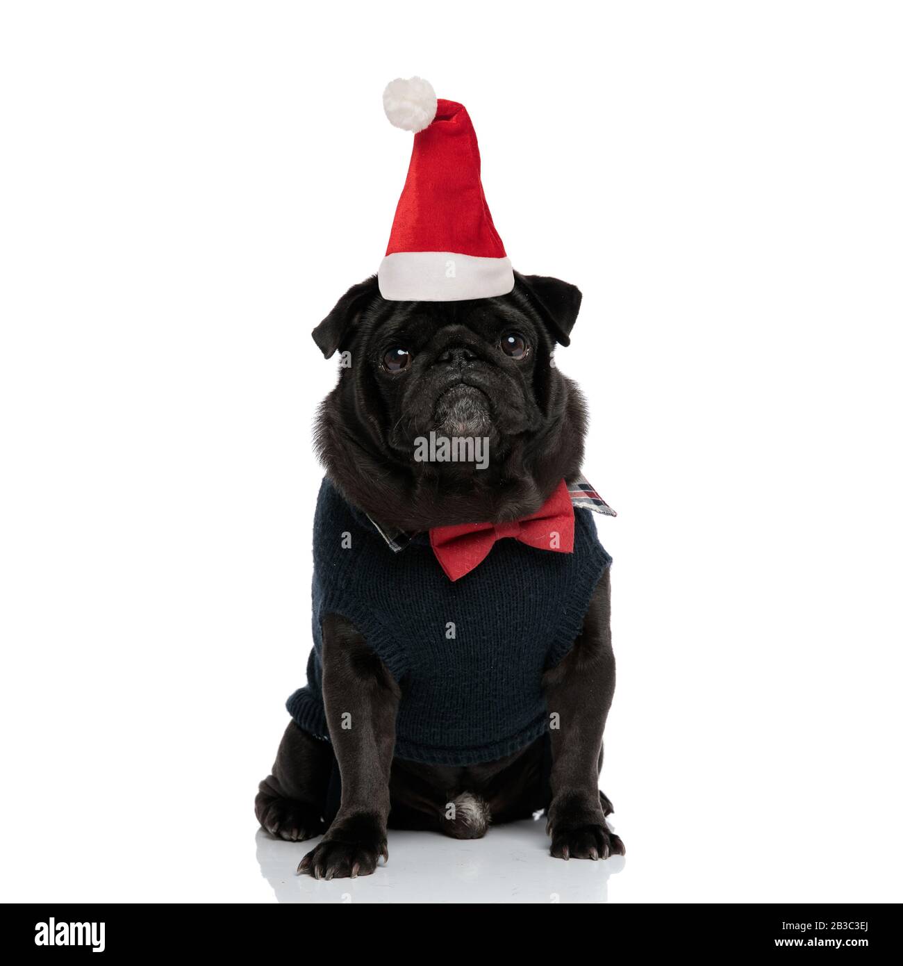 Santa claus pug with its mouth closed while wearing a red bowtie and a ...