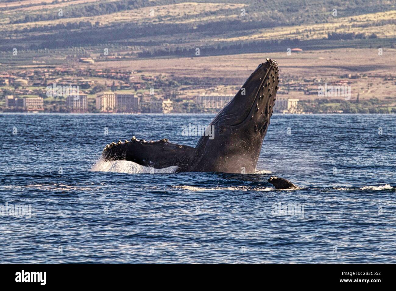 Energeic humpback whale breaching in the ocean near Lahaina on Maui. Stock Photo