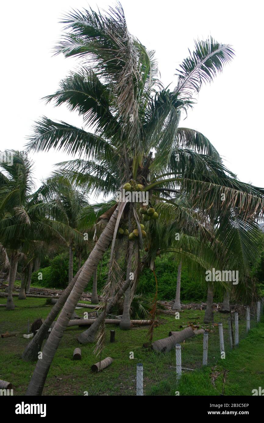 Broken coconut trees hires stock photography and images Alamy