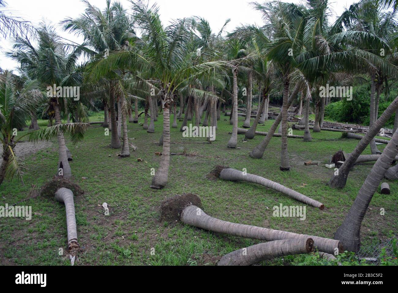 Lots of coconut trees hires stock photography and images Alamy