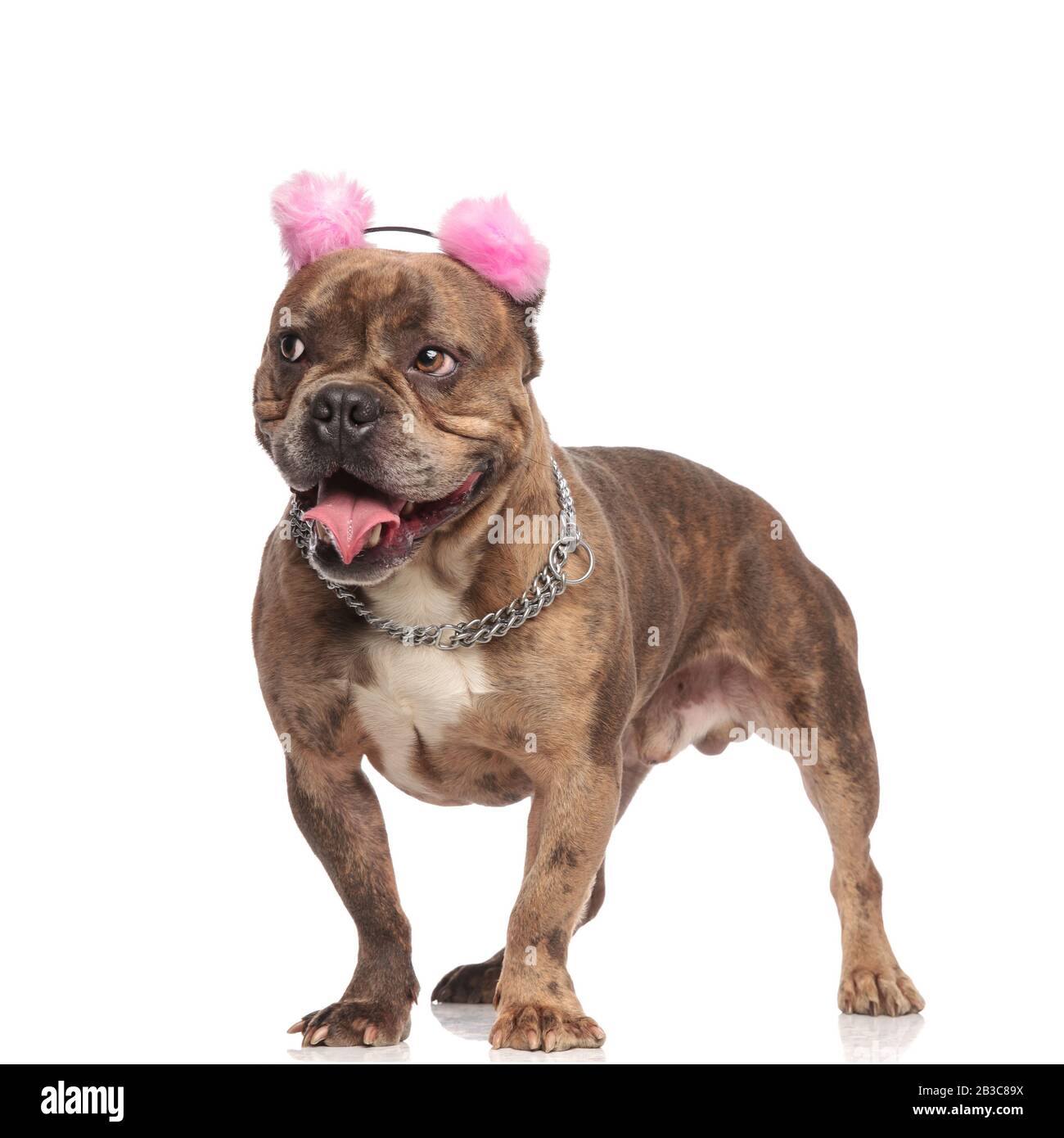 cute american bully wearing pink earmuffs and silver collar, panting