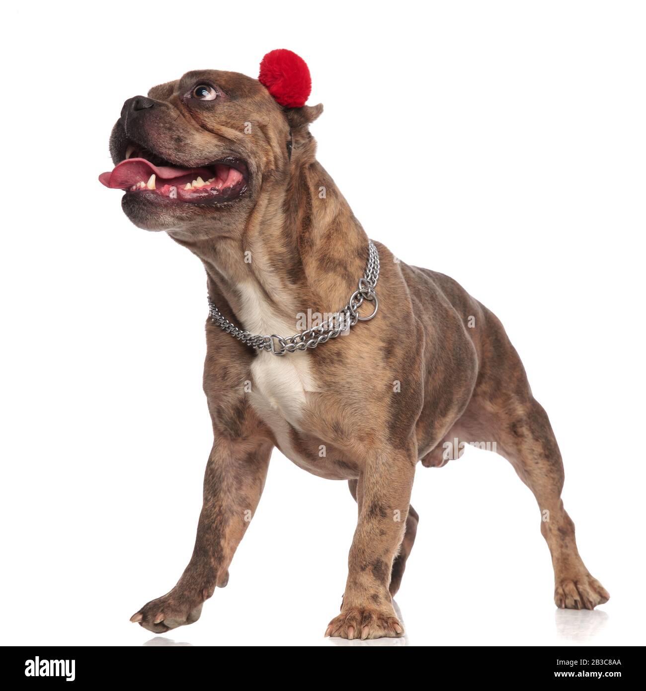 silver american bully