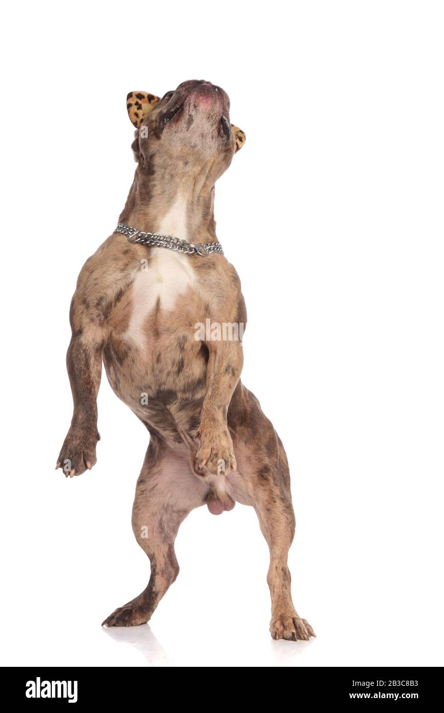 american bully wearing animal print ears and silver collar, standing on ...