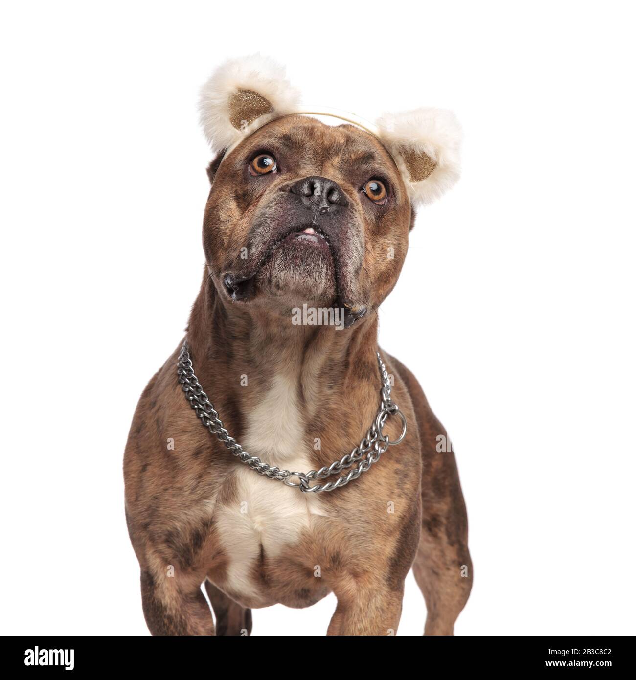 silver american bully