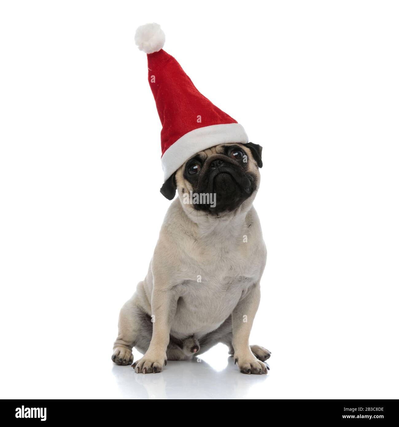 Dutiful pug waiting and wearing a Santa Clause hat while sitting on ...
