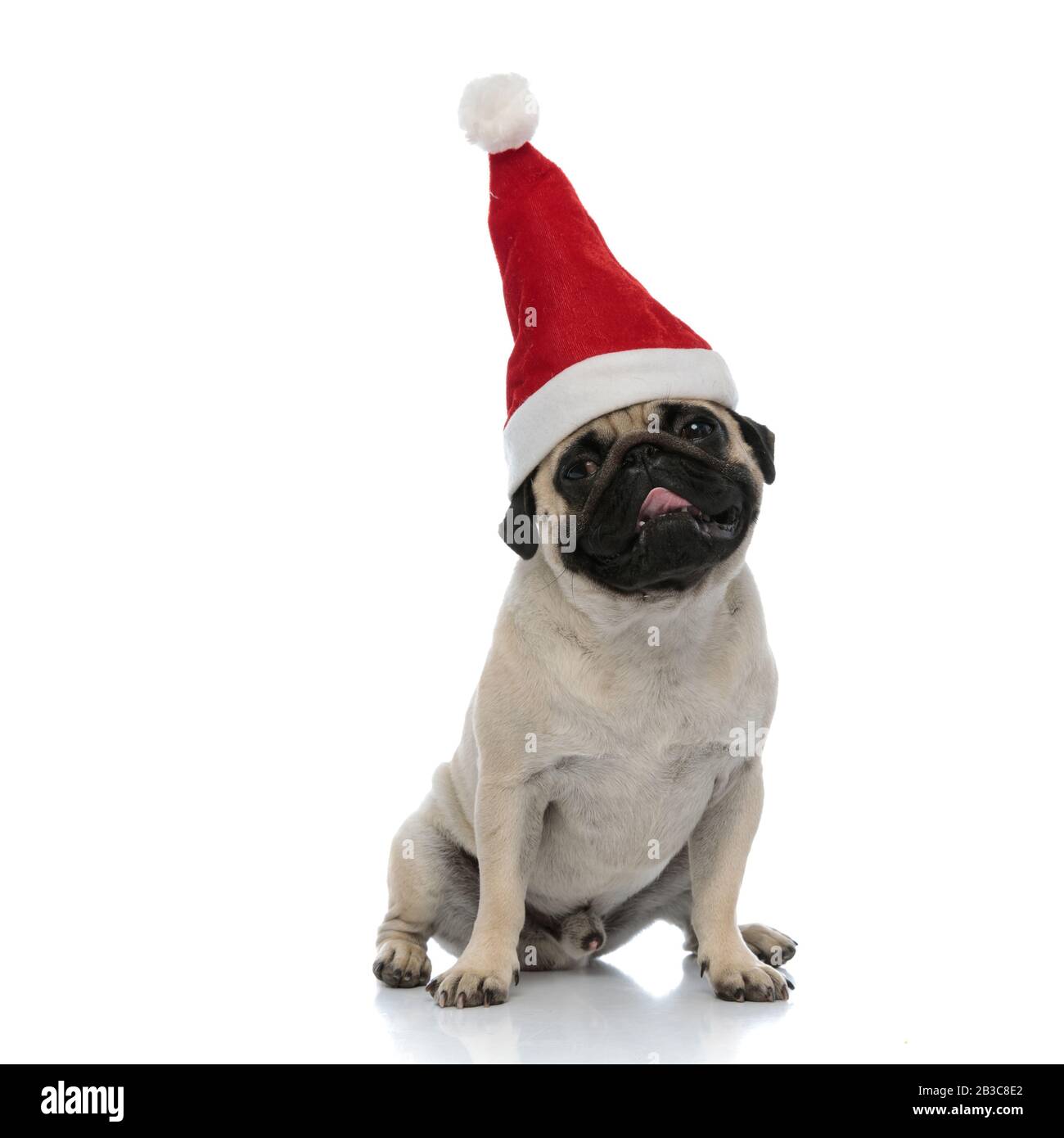 Adorable pug panting and looking away while wearing a Santa Clause hat ...