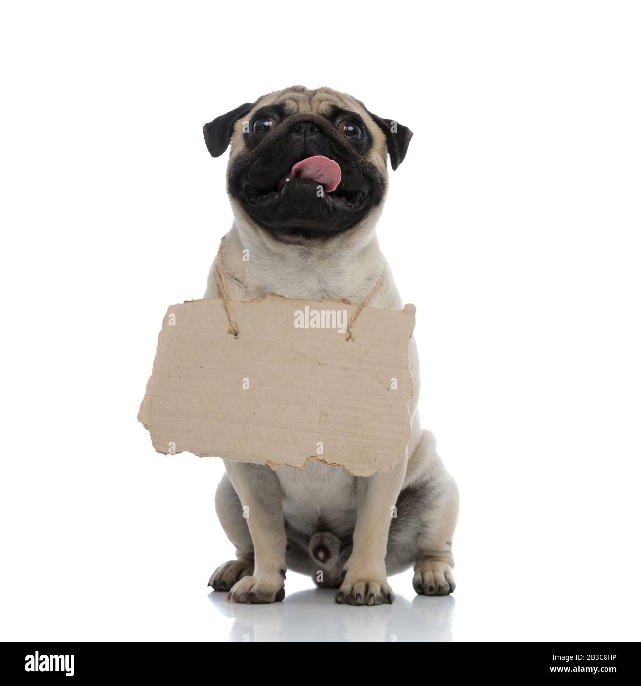 Adorable pug wearing a sign around his neck and panting while looking