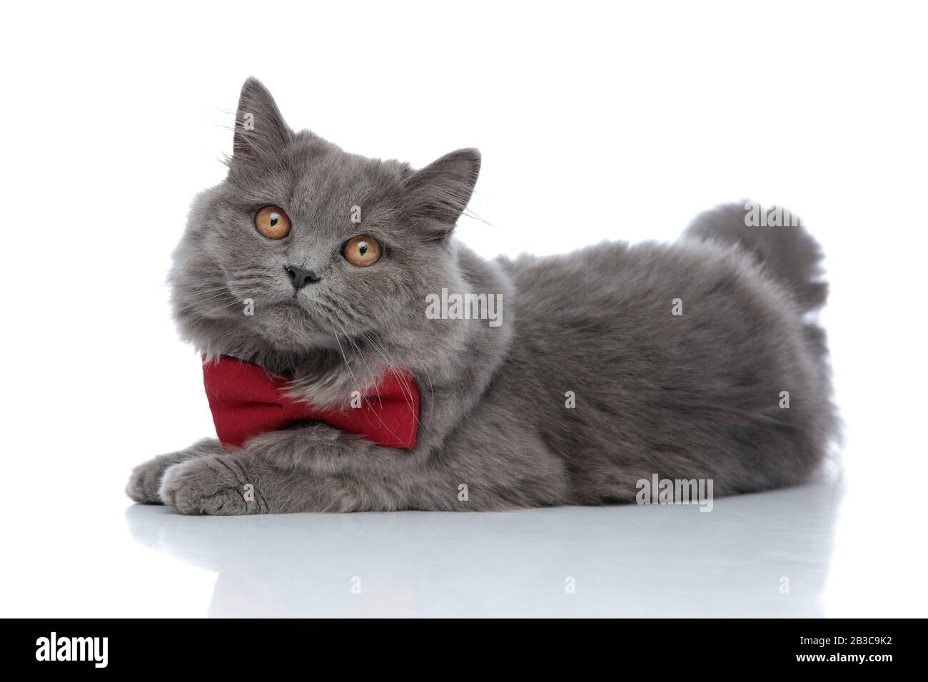 side view of a little british longhair cat with red bow tie lying down ...