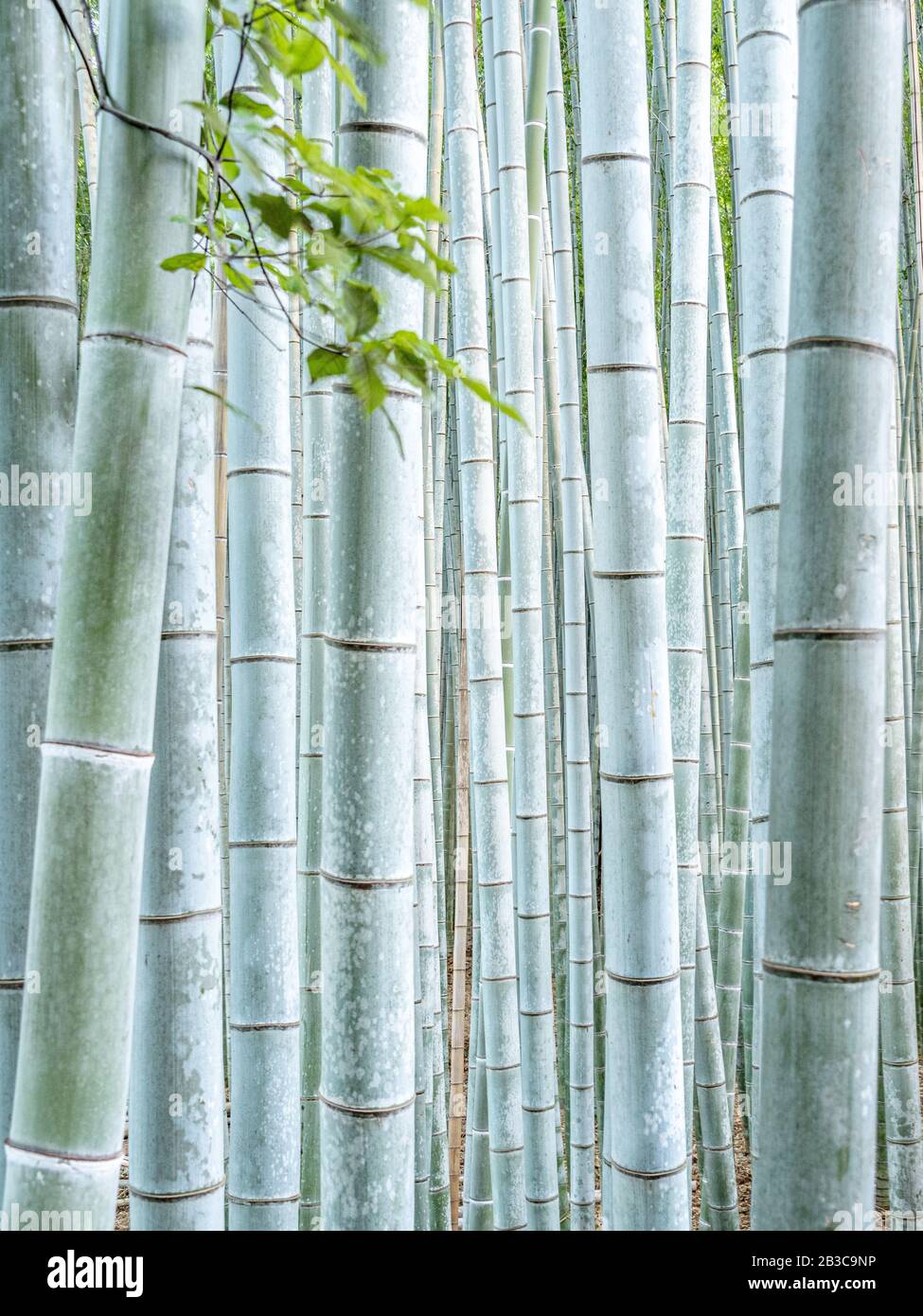 Light from setting sun filters through bamboo trees in bamboo forest. Stock Photo